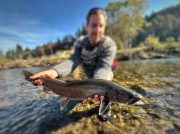 Hucho in winter Sava river
